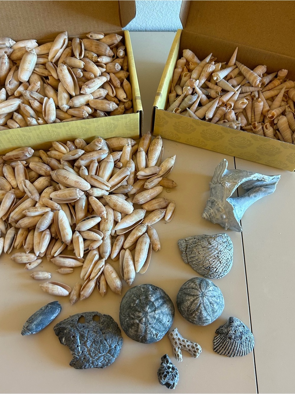 Lot of 2 Fossilized Sea Biscuits, Olive Snail, Auger Fossil Echinoid Beach Decor